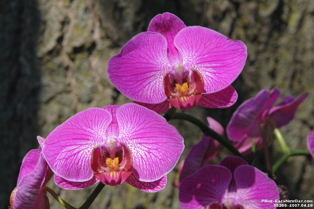 05389 - Doris' Orchids